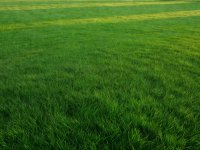 Real photograph of a healthy green maintained lawn